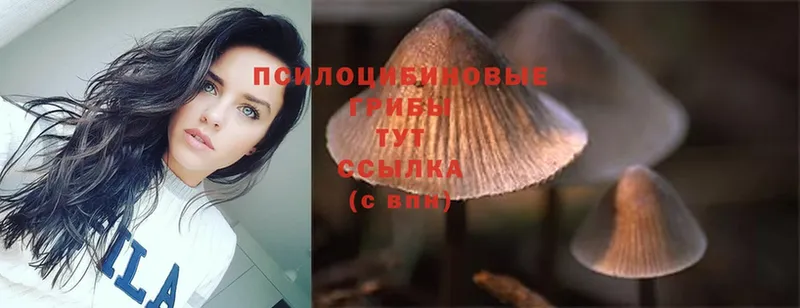 omg как зайти  Кингисепп  Галлюциногенные грибы Psilocybe 